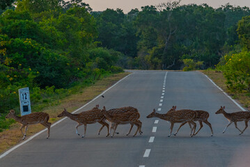Sri Lankan Axis Spotted Deer at Yala national park in Sri Lanka