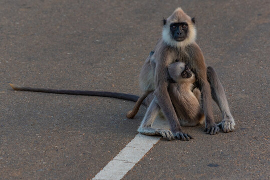 Purple-faced langurs at Bundala national park in Sri Lanka