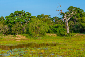Marshes at Yala national park in Sri Lanka