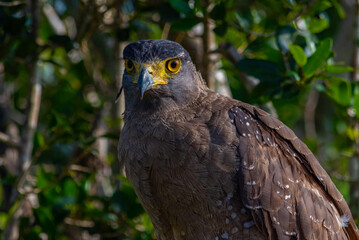 Crested serpent eagle at Yala national park in Sri Lanka