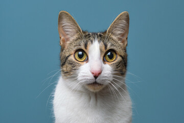 Domestic cat in studio looking at camera