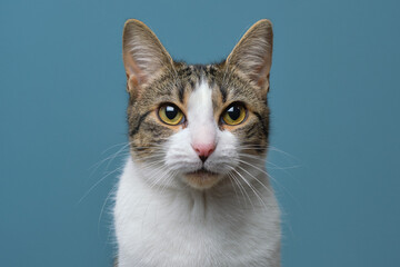 Domestic cat in studio looking at camera