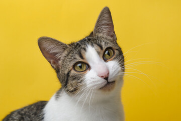 Domestic cat in studio looking at camera