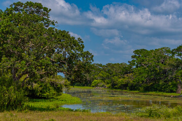Marshes at Yala national park in Sri Lanka