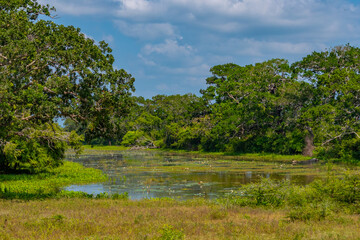 Marshes at Yala national park in Sri Lanka