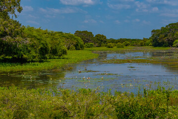 Marshes at Yala national park in Sri Lanka