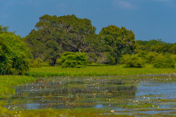 Marshes at Yala national park in Sri Lanka