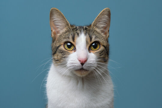 Domestic cat in studio looking at camera