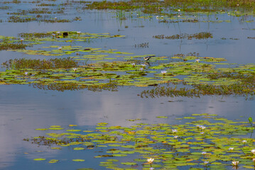 Marshes at Yala national park in Sri Lanka