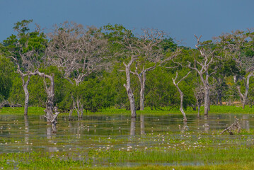 Marshes at Yala national park in Sri Lanka