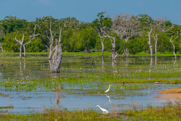 Marshes at Yala national park in Sri Lanka