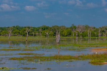 Marshes at Yala national park in Sri Lanka