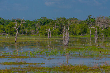 Marshes at Yala national park in Sri Lanka