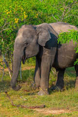 Asian elephants at Yala national park in Sri Lanka
