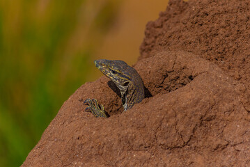 Bengal monitor lizard at Yala national park in Sri Lanka