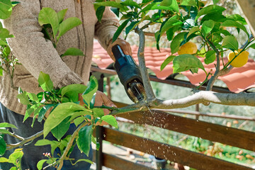 Seasonal pruning of trees. Gardener pruning lemon tree with reciprocating saw in the orchard....