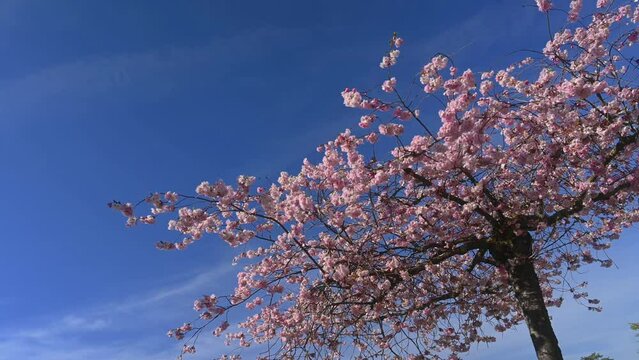Bee on flower. European honey bee pollening on pink fowers with sky and sun. Apis mellifera on cherry blossoms in spring. Real time. 4K.