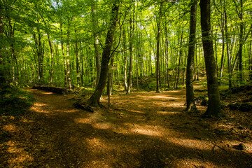 Obraz premium Spring sunrise in La Fageda D En Jorda Forest, La Garrotxa, Spai