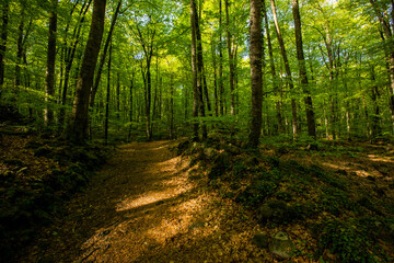 Obraz premium Spring sunrise in La Fageda D En Jorda Forest, La Garrotxa, Spai