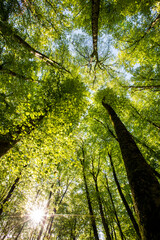 Fototapeta premium Spring sunrise in La Fageda D En Jorda Forest, La Garrotxa, Spai
