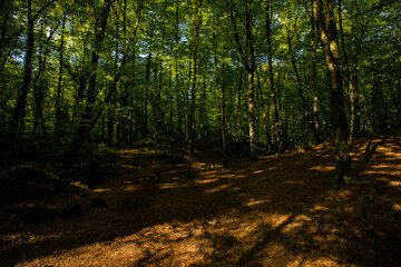 Obraz premium Spring sunrise in La Fageda D En Jorda Forest, La Garrotxa, Spai