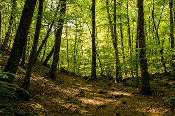 Fototapeta premium Spring sunrise in La Fageda D En Jorda Forest, La Garrotxa, Spai