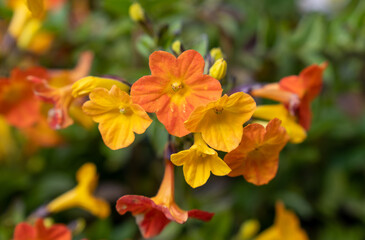 Streptosolen jamesonii, the marmalade bush or fire bush blooming in the greenhouse in springtime