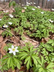 Grove Anemones in a Forest Meadow