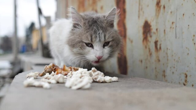 Russia's war in Ukraine. Abandoned pets. Hungry scared cat in the frame