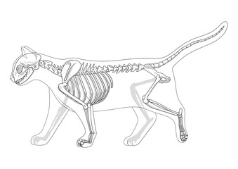 Cat skeleton veterinary PNG illustration with transparent background
