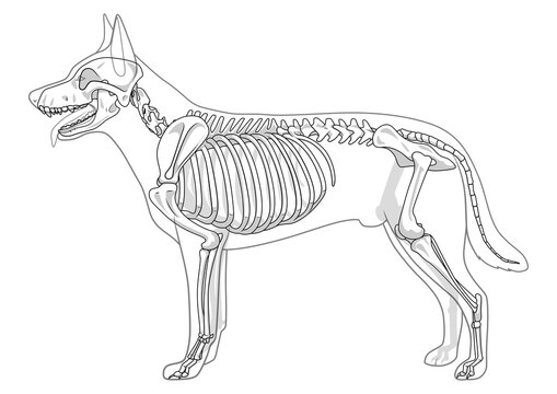 Dog skeleton veterinary PNG illustration with transparent background