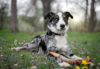 bernese mountain dog