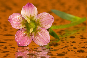 Small spring flower with droplets