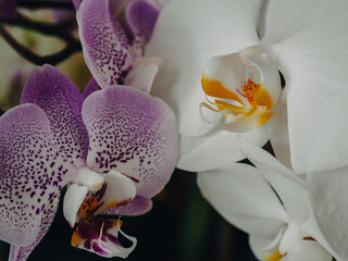 The bewitching beauty of delicate orchids
