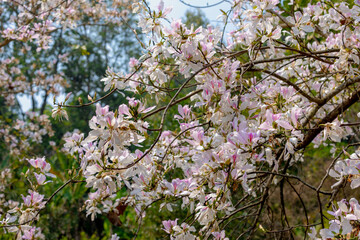 Selective focus of white pink flowers of Bauhinia variegata is a species of flowering plant in the legume family Fabaceae, Common names include orchid tree and mountain ebony, Nature floral background