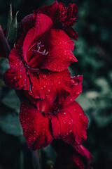 Dark red gladiolus meets the dawn