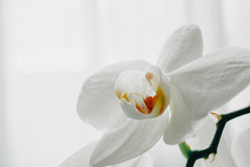Fototapeta na wymiar Delicate white flower of a unique orchid