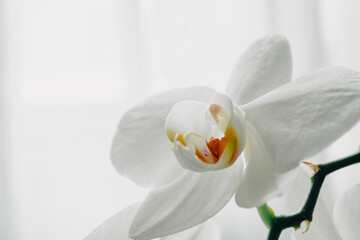 Naklejka na ściany i meble Delicate white flower of a unique orchid