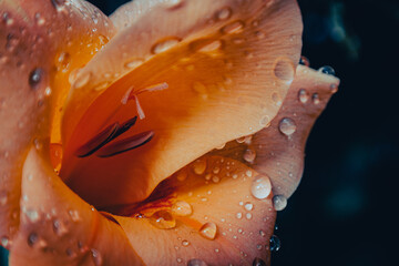 Morning freshness – close-up of a lily bud