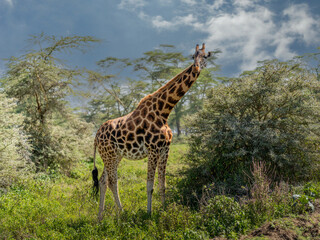 Giraffe in front Amboseli national park Kenya masai mara.(Giraffa reticulata) sunset.