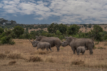 Naklejka premium White Rhinoceros, Lake Nakuru National Park, Kenya, Ceratotherium simum