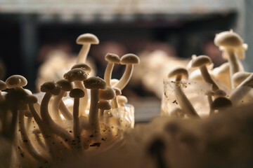 Cultivation of shimiji mushrooms Eco food Biofarm Vegetarian food edible mushrooms grow in plastic...