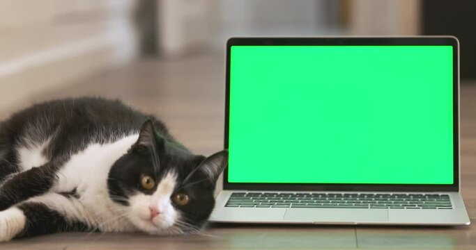 4k footage cat near green screen laptop monitor at home interior. Fluffy pet lies next to green screen display with advertising copy space. Funny domestic animal sitting near chroma key gadget in room