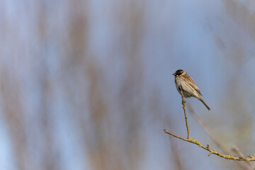 Reed bunting Emeberiza schoeniclus perching on reed