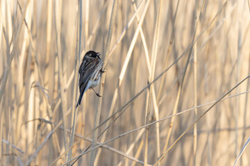 Reed bunting Emeberiza schoeniclus perching on reed