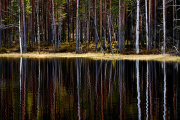 reflection of trees in water