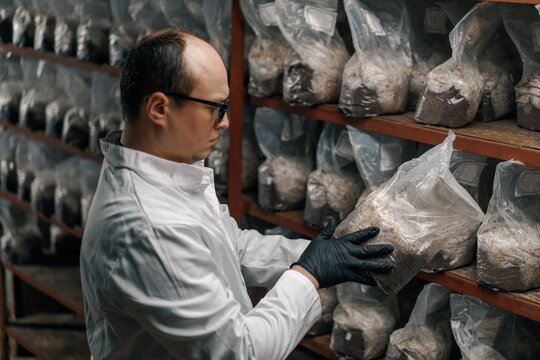 Mushroom farm scientist-mycologist  grows and tests mushrooms in plastic bags growing organic food