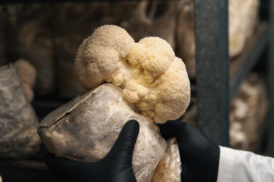 Close-up of a hand in a black glove of a mycologist from mushroom farm touching  lion's mane mushroom grown in plastic bags