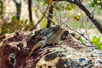 Oplurus quadrimaculatus, the Dumeril's Madagascar Swift or Madagascar spotted spiny-tailed iguana, terrestrial endemic lizard in family Opluridae. Isalo National Park. Madagascar wildlife animal