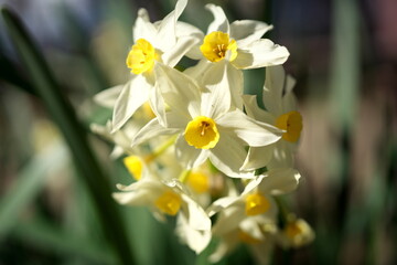 早春に咲く水仙の花